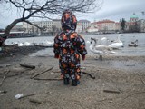 Влтава, лебеди и Алексейка